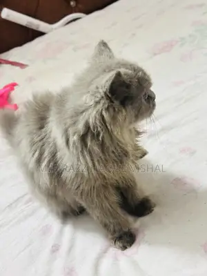 6-12 Months Female Purebred Persian