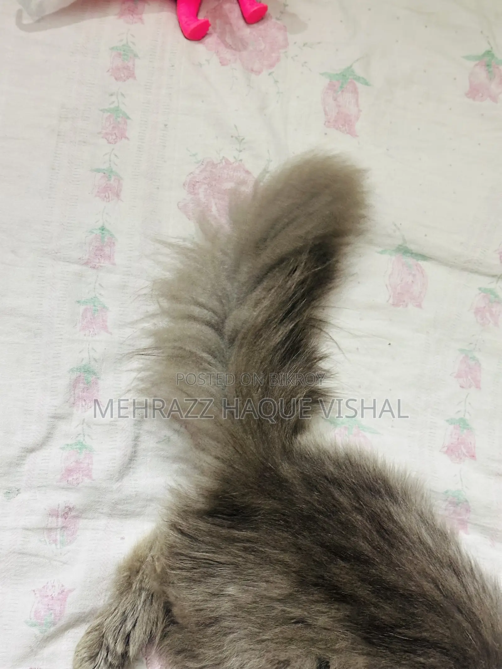 6-12 Months Female Purebred Persian