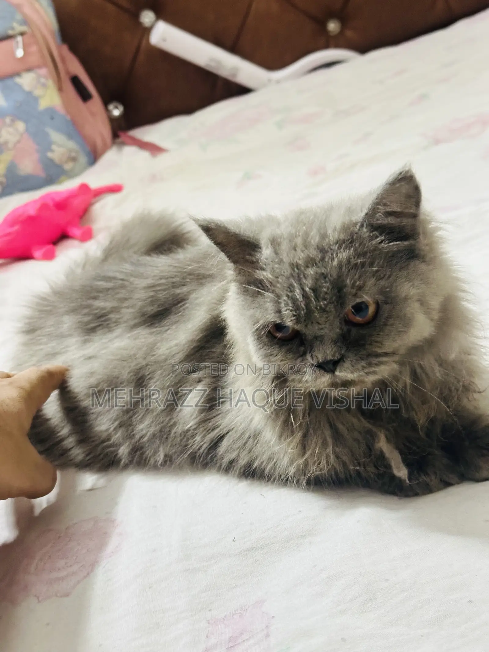6-12 Months Female Purebred Persian