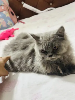 6-12 Months Female Purebred Persian