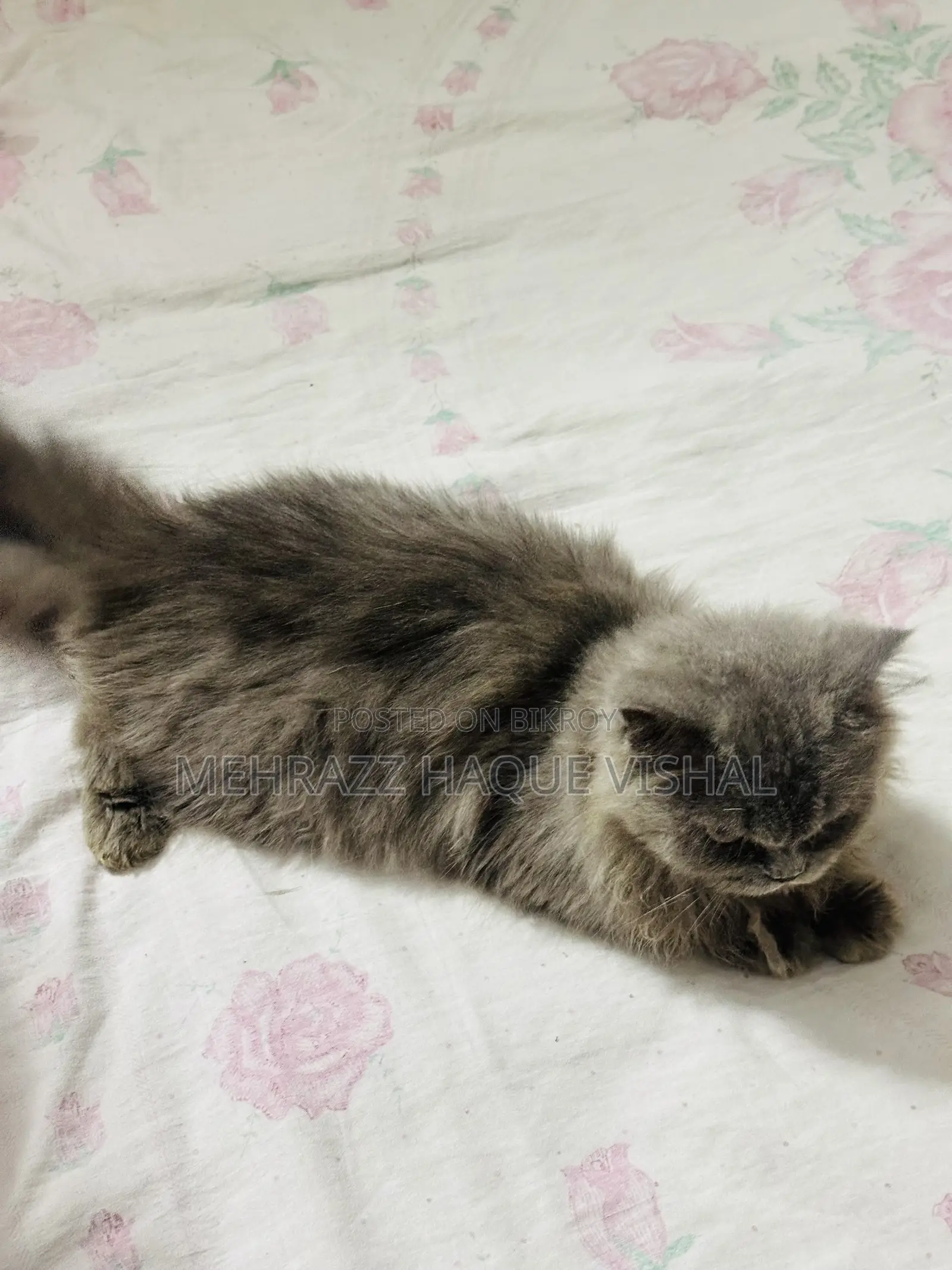 6-12 Months Female Purebred Persian