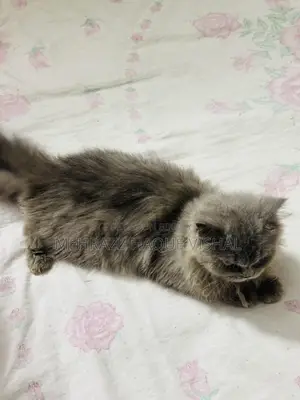 6-12 Months Female Purebred Persian