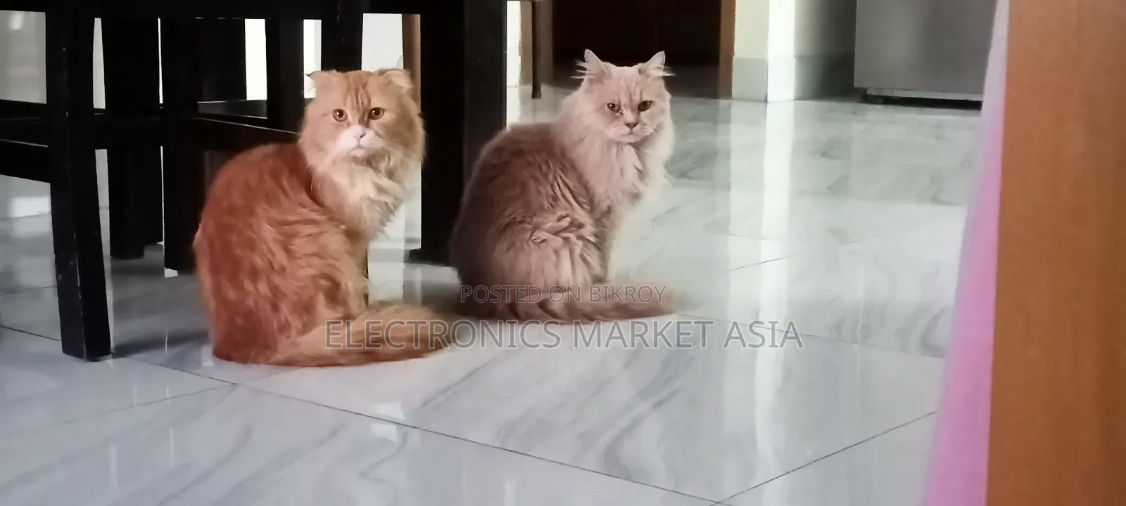 ১+ বছরের ফিমেল পিওরব্রেড পার্সিয়ান