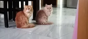 ১+ বছরের ফিমেল পিওরব্রেড পার্সিয়ান