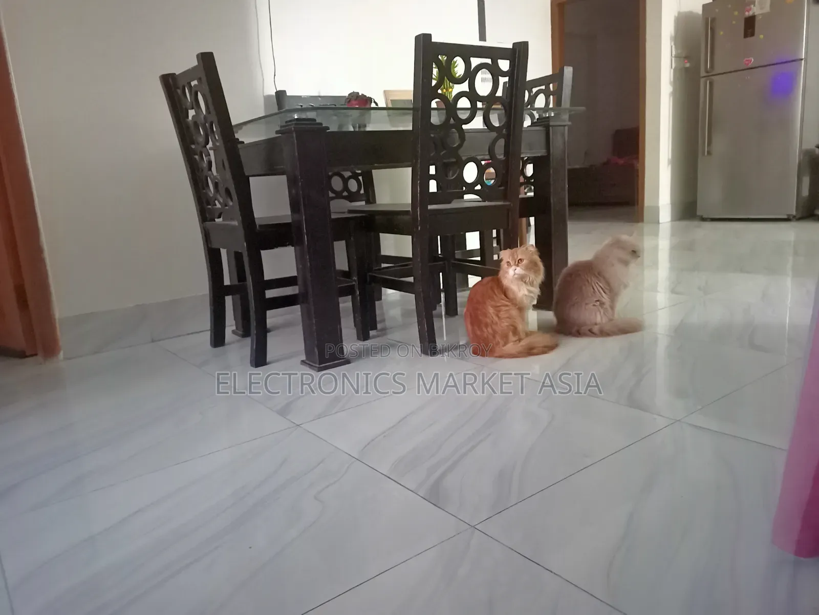 ১+ বছরের ফিমেল পিওরব্রেড পার্সিয়ান