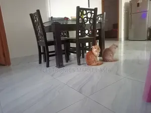 ১+ বছরের ফিমেল পিওরব্রেড পার্সিয়ান