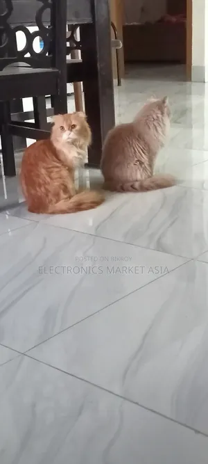 ১+ বছরের ফিমেল পিওরব্রেড পার্সিয়ান