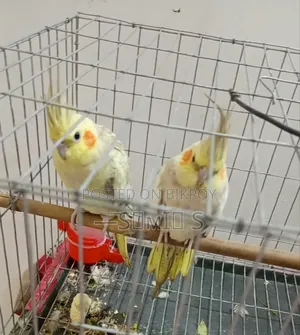 Running Cinnamon Pearl Cockatiel Pair
