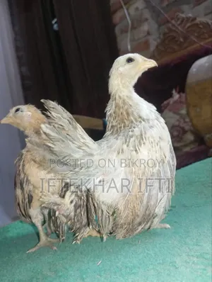 সেরেমা মুরগির বাচ্চা