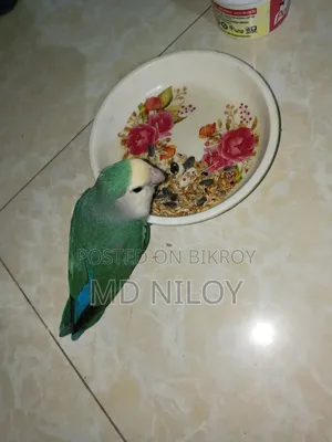 সি গ্রিন/টারকয়েজ পিচ-ফেসড লাভবার্ড