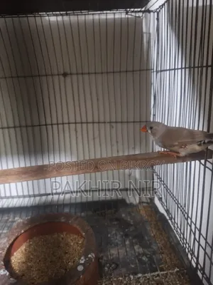 Male Finch Bird for Sale