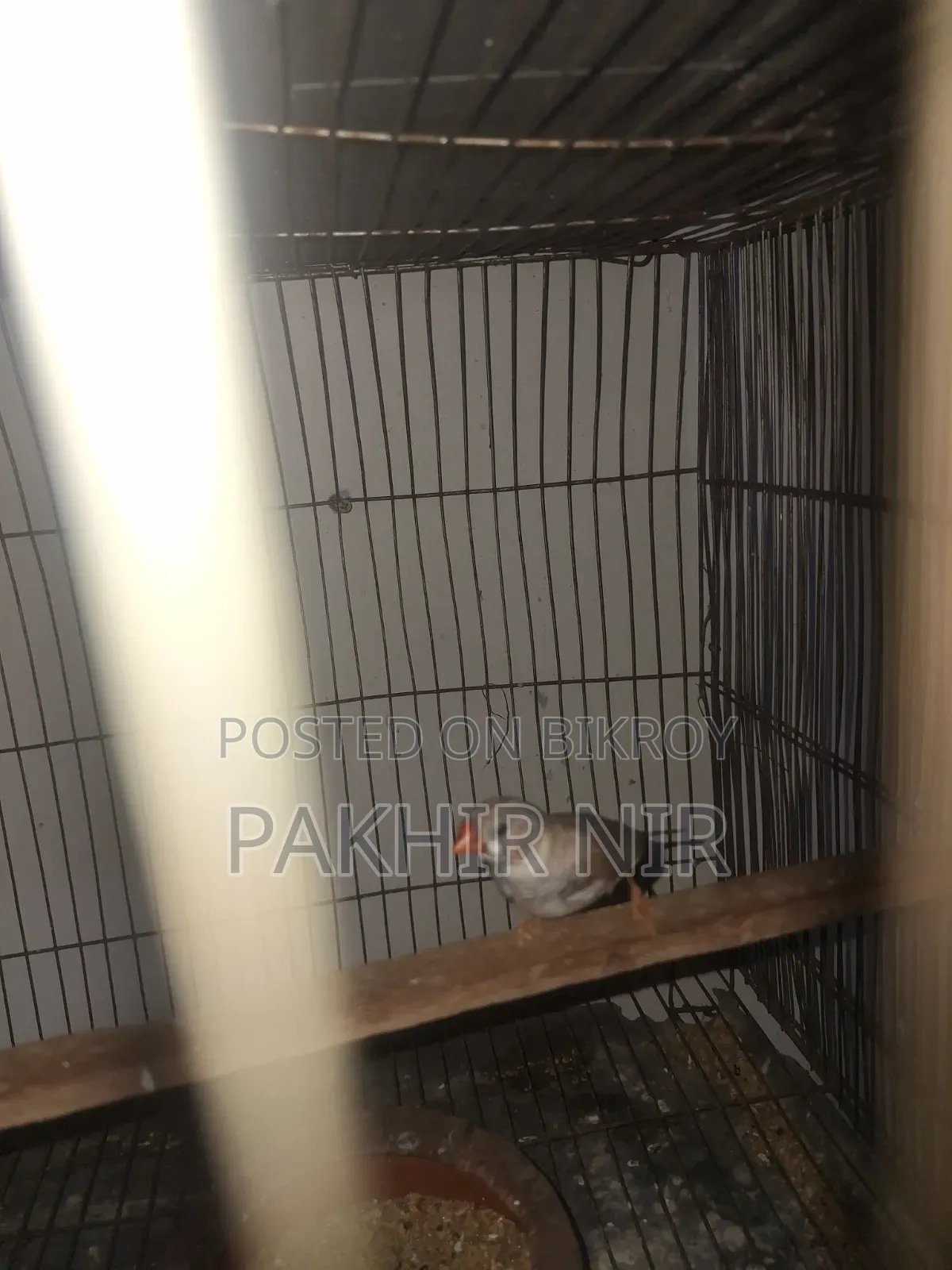 Male Finch Bird for Sale