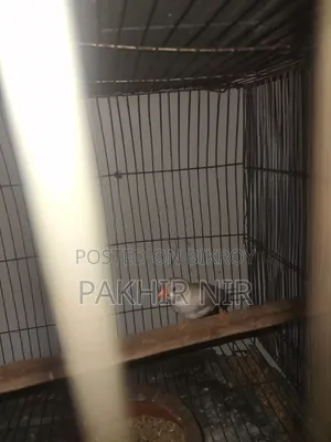Male Finch Bird for Sale