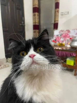 6-12 Months Male Purebred Persian