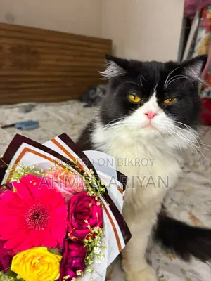 6-12 Months Male Purebred Persian
