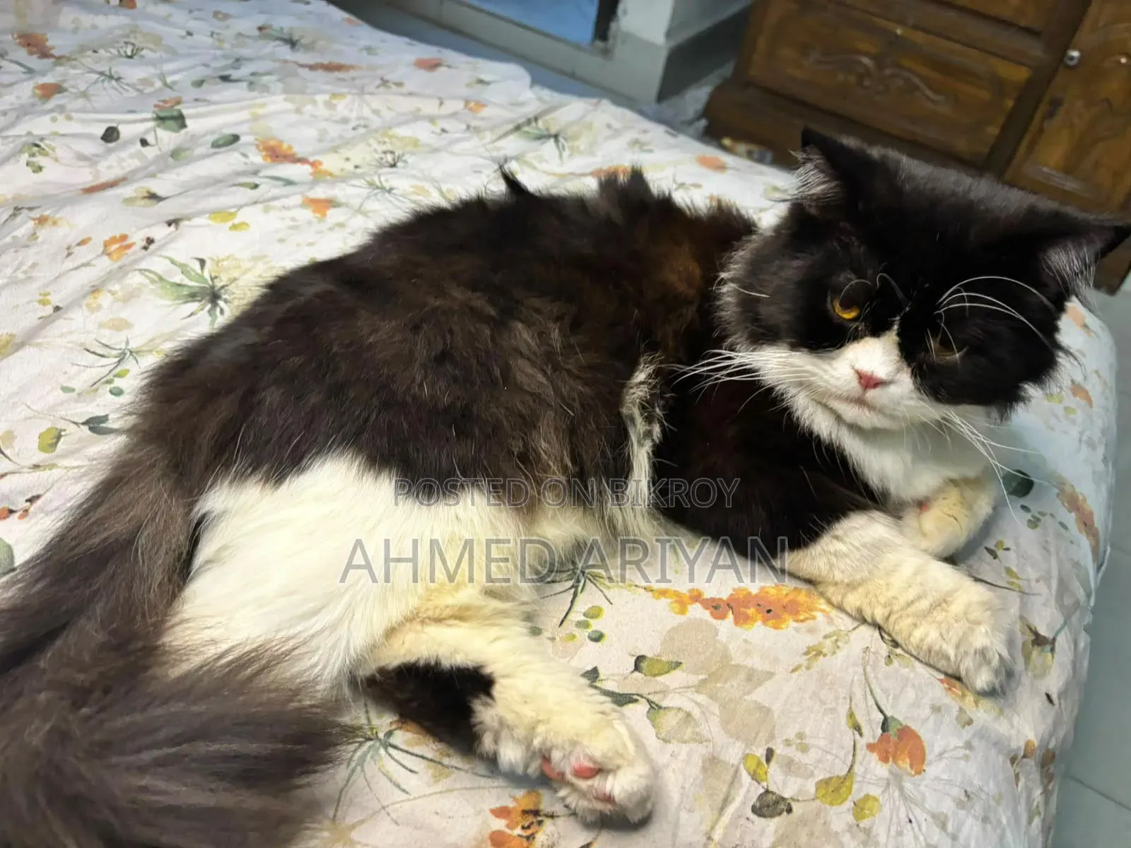 6-12 Months Male Purebred Persian