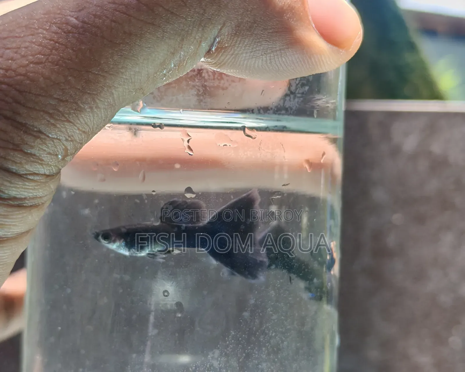 Black Moscow Guppy