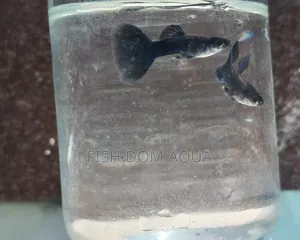Black Moscow Guppy