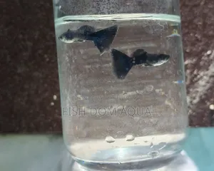 Black Moscow Guppy