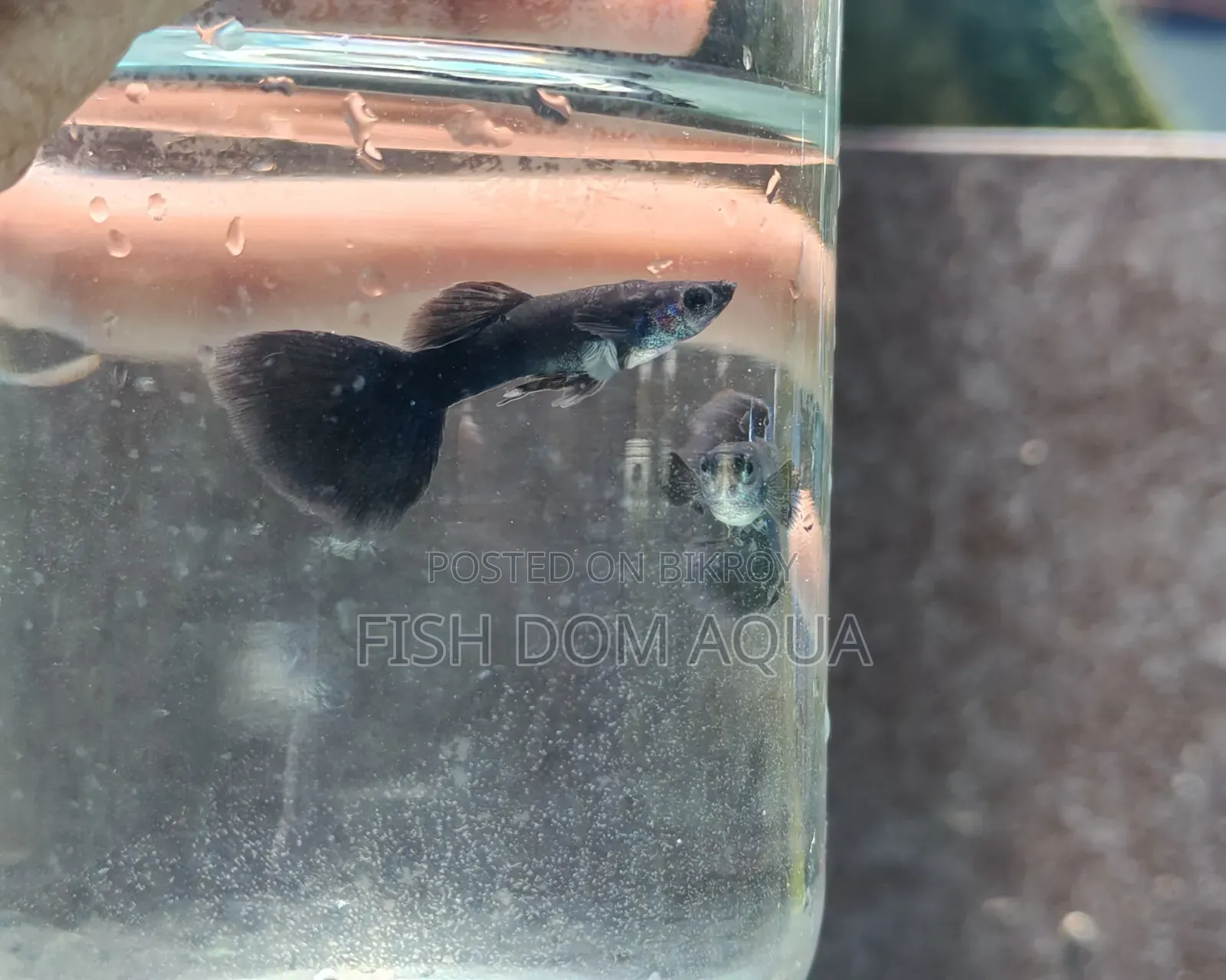 Black Moscow Guppy