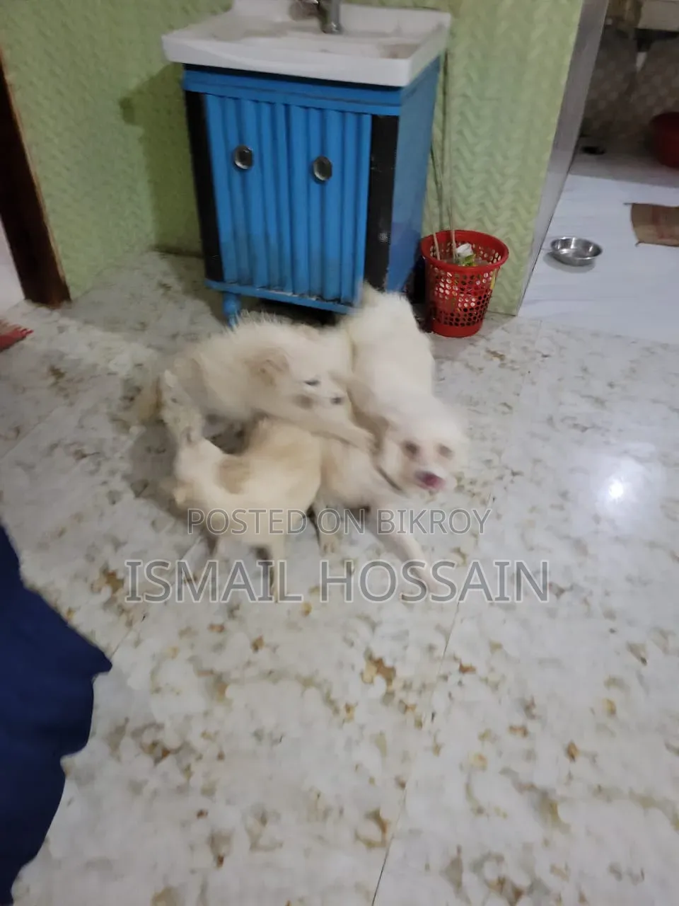 3-6 Months Male Purebred Japanese Spitz