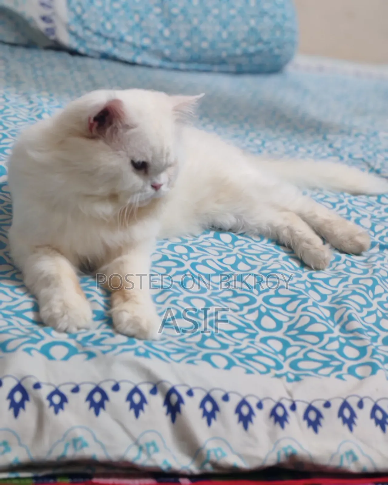 1+ Year Male Purebred Persian