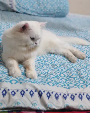 1+ Year Male Purebred Persian