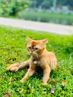 6-12 months Male Purebred Persian