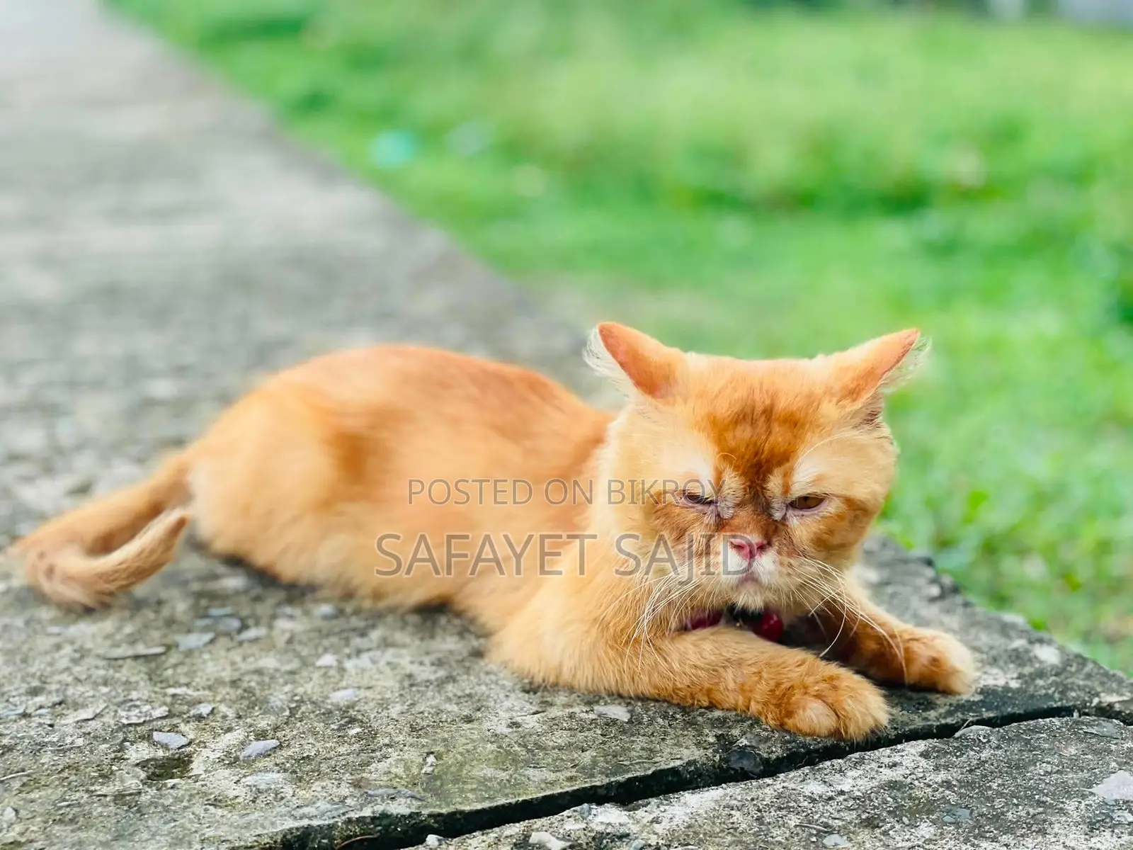 6-12 months Male Purebred Persian