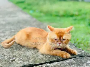 6-12 months Male Purebred Persian