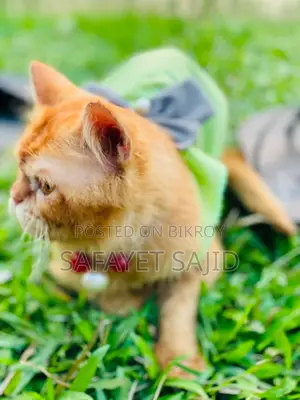 6-12 months Male Purebred Persian