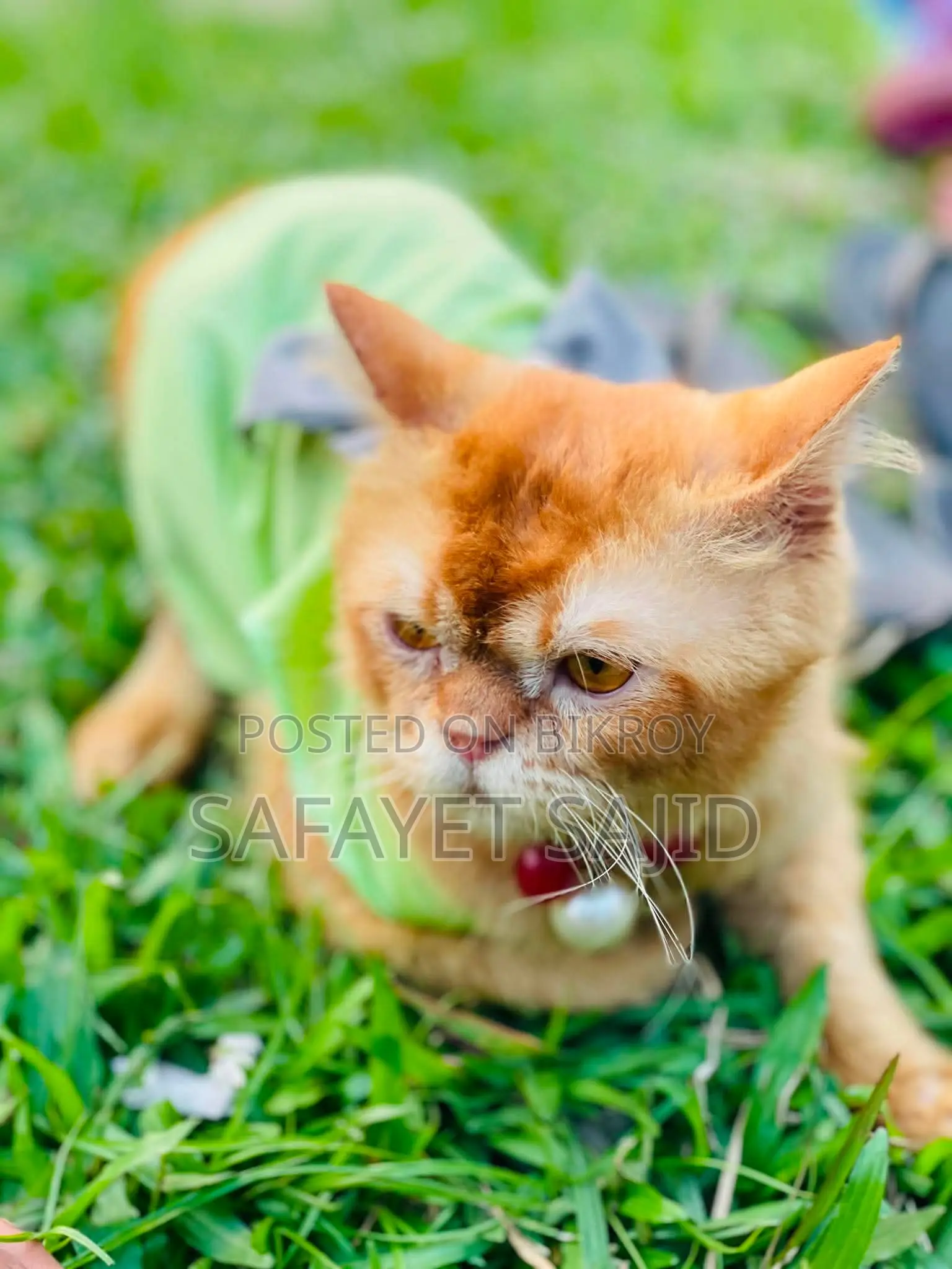6-12 months Male Purebred Persian