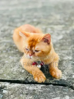 6-12 months Male Purebred Persian