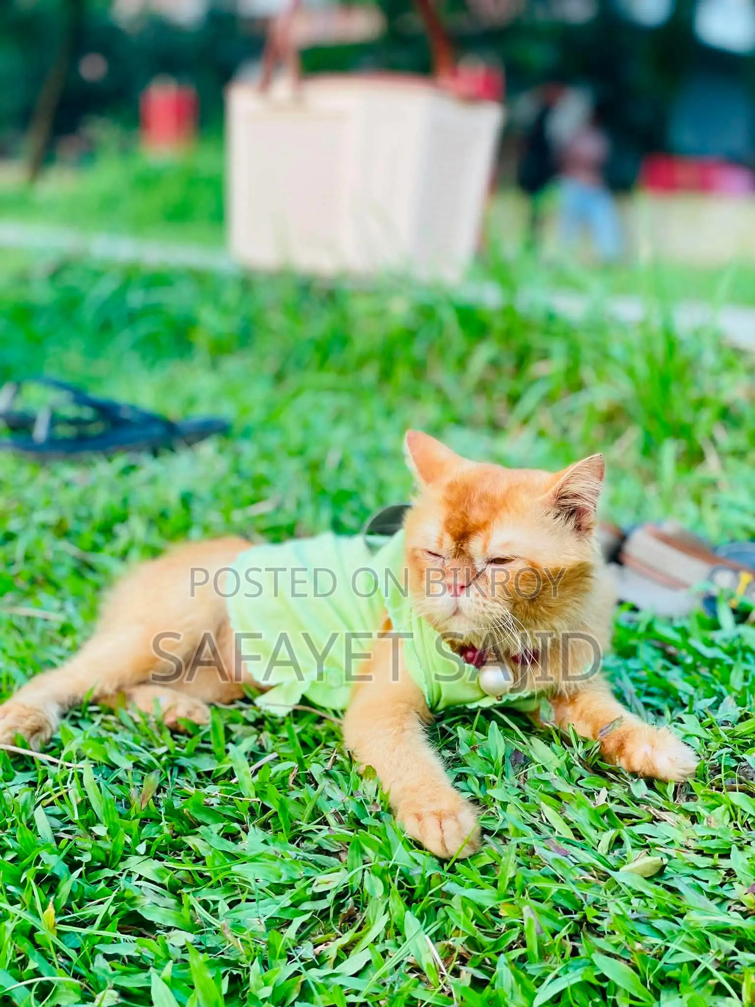 6-12 months Male Purebred Persian