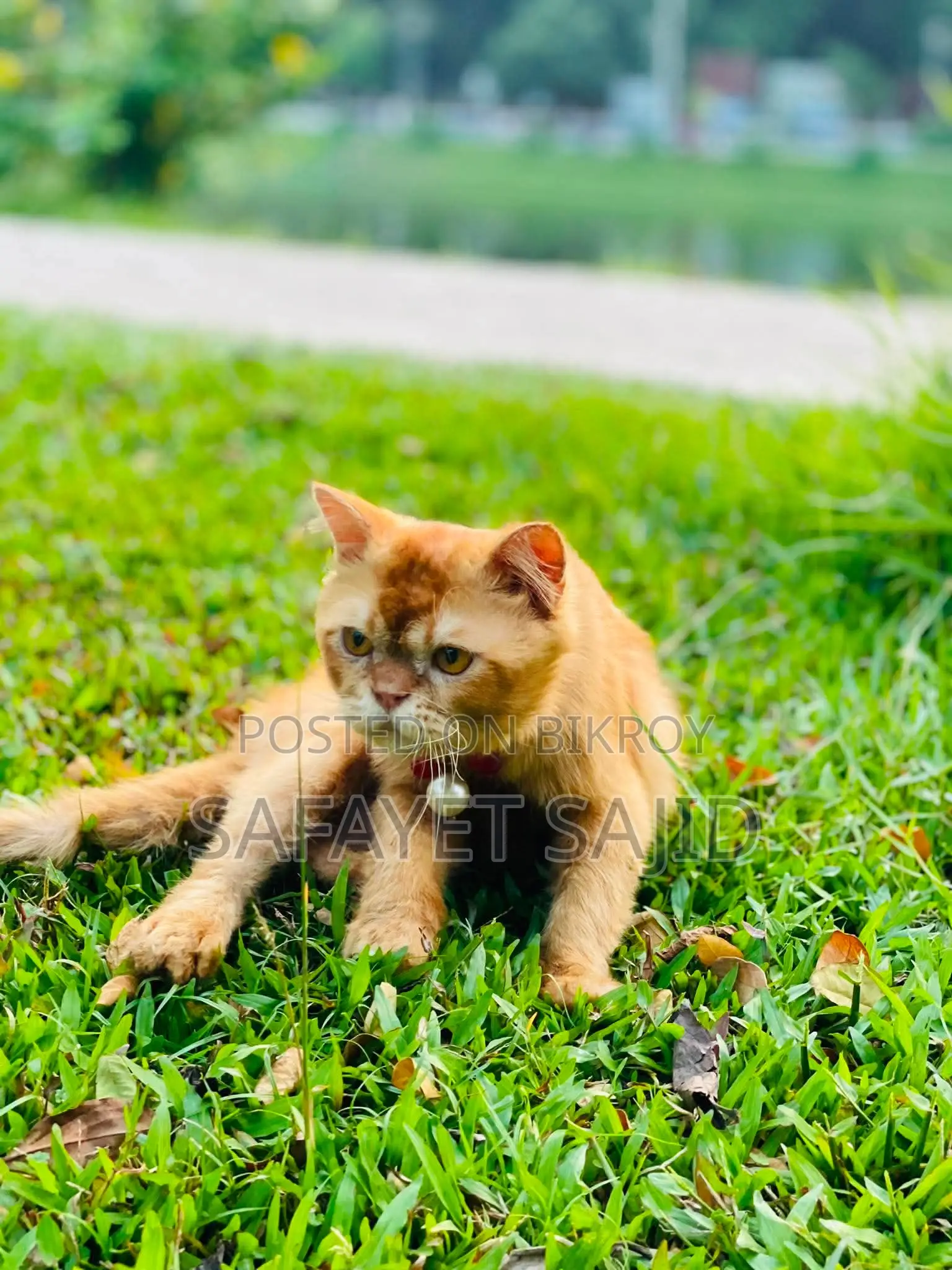 6-12 months Male Purebred Persian
