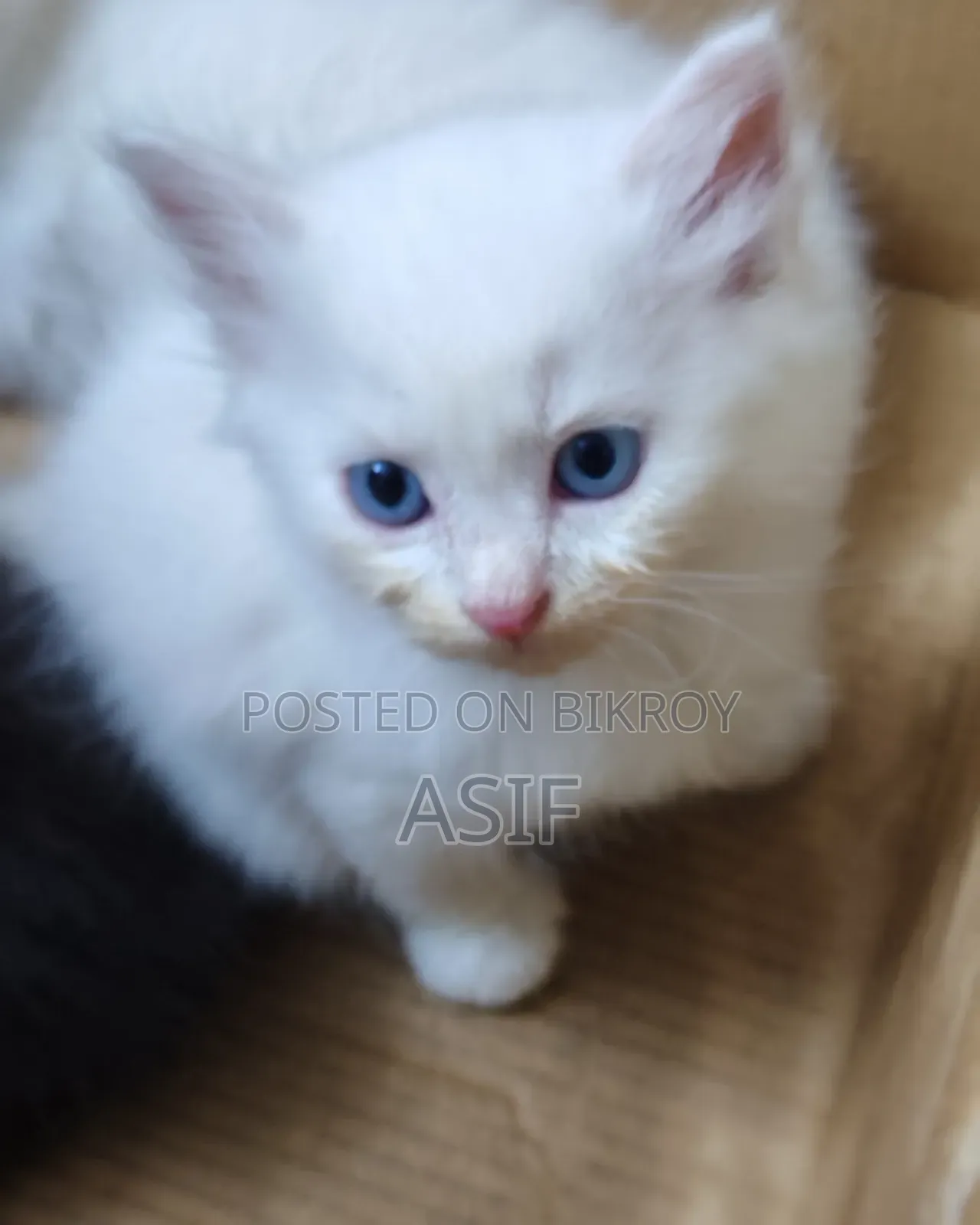 1-3 Months Male Mixed Breed Persian