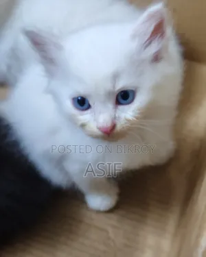 1-3 Months Male Mixed Breed Persian