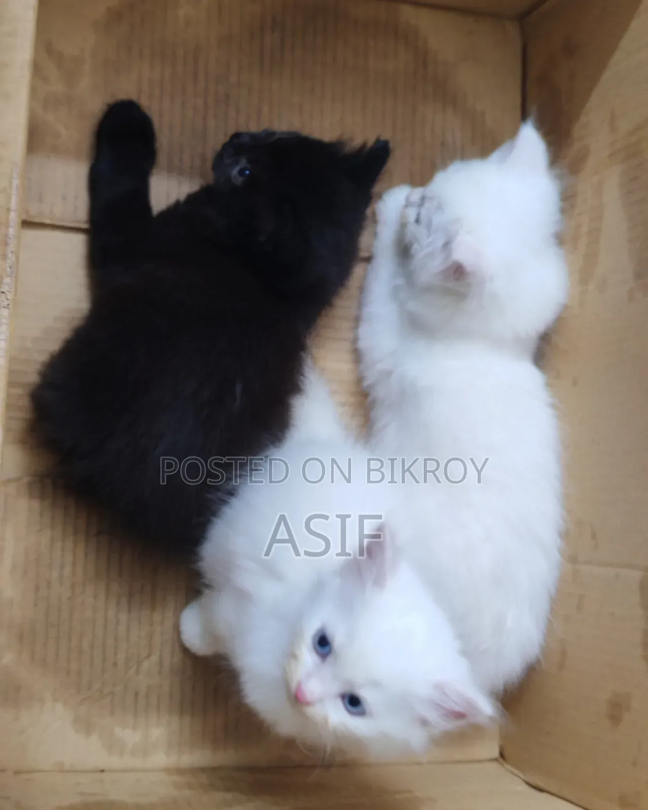 1-3 Months Male Mixed Breed Persian