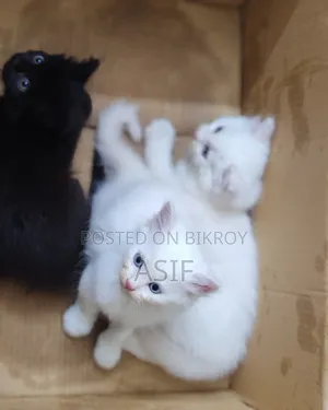 1-3 Months Male Mixed Breed Persian