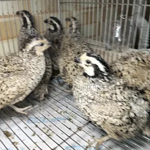 Snowflake Bobwhite Quail