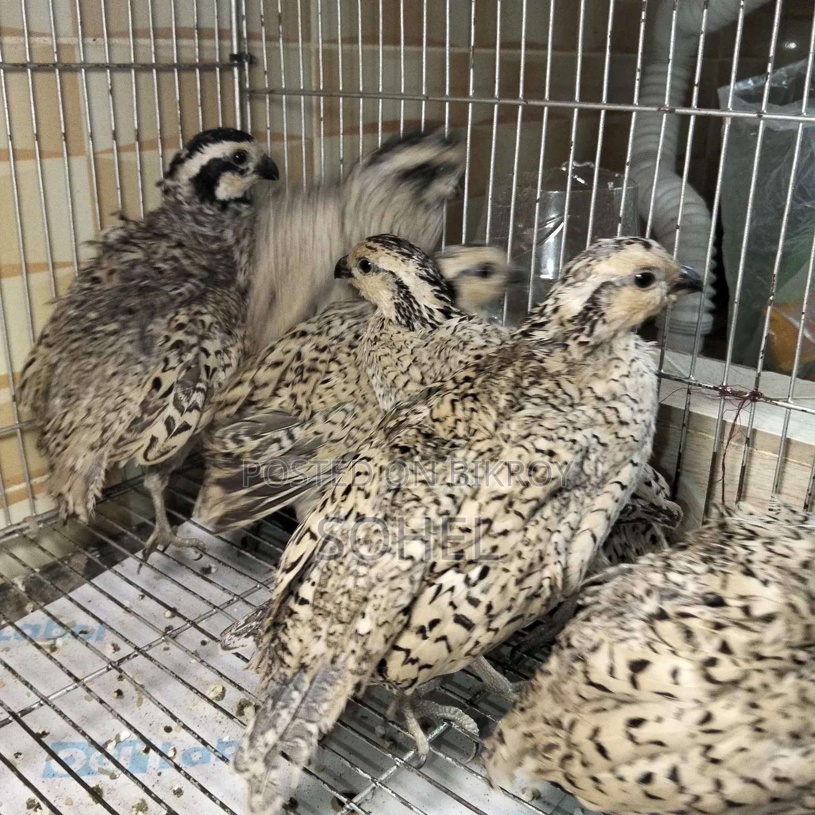 Snowflake Bobwhite Quail