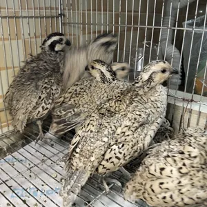 Snowflake Bobwhite Quail