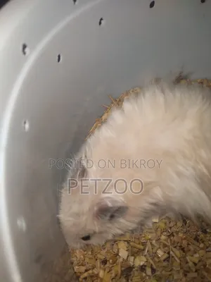 Some Cute Hammy Looking for a New Home