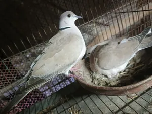 2 pairs of doves for sale