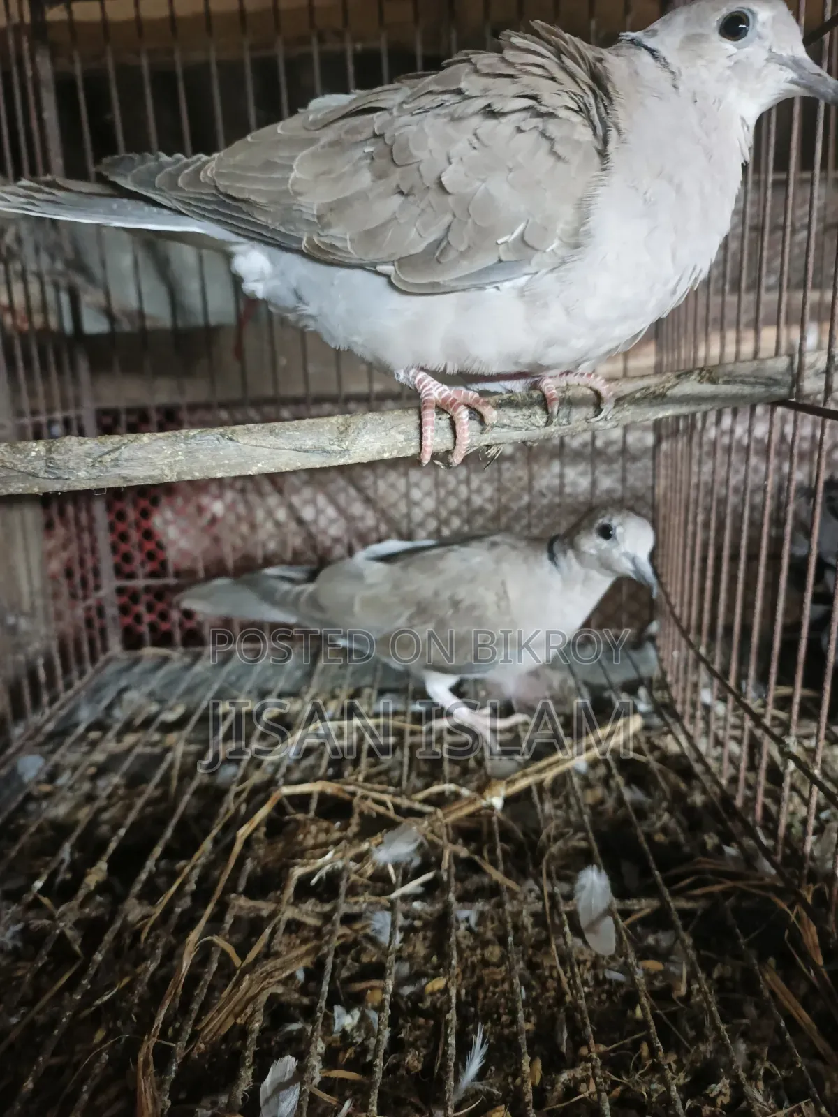 2 pairs of doves for sale