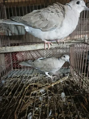 2 pairs of doves for sale