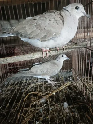 2 pairs of doves for sale