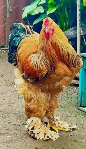 কলম্বিয়ান বাফ ব্রাহমার বীজ ডিম সেল হবে