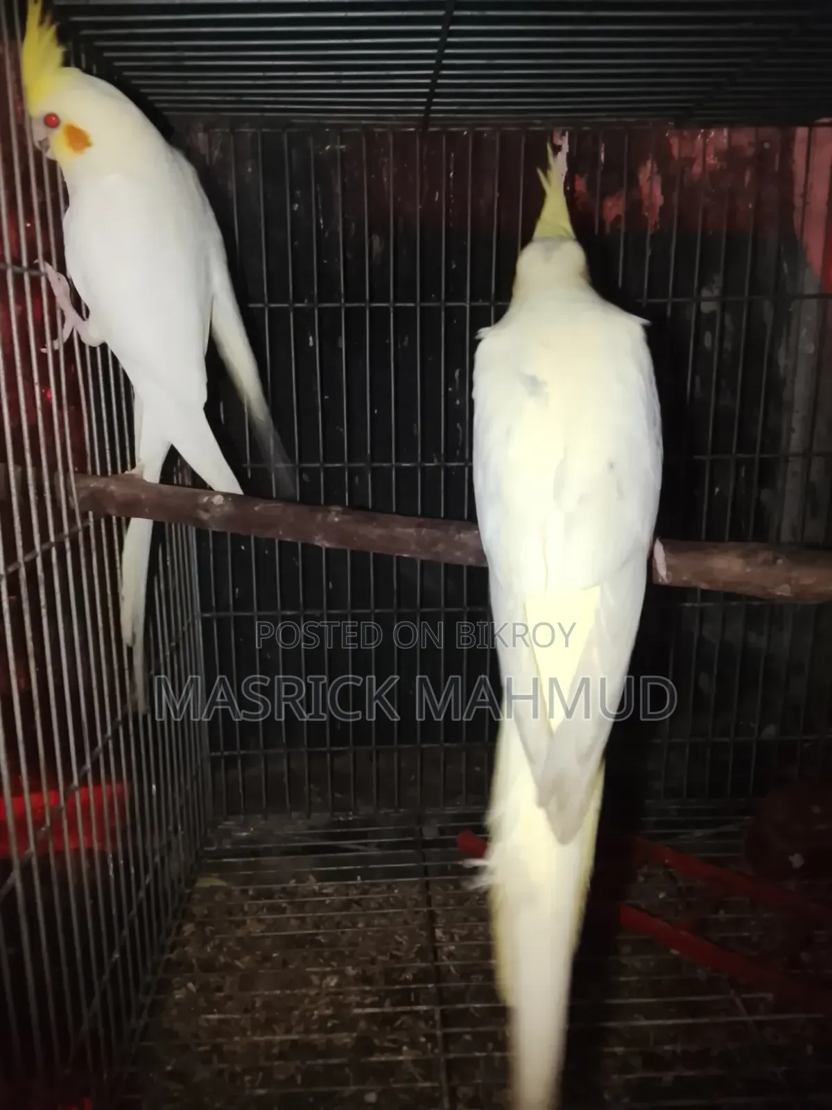 Running Cockatiel