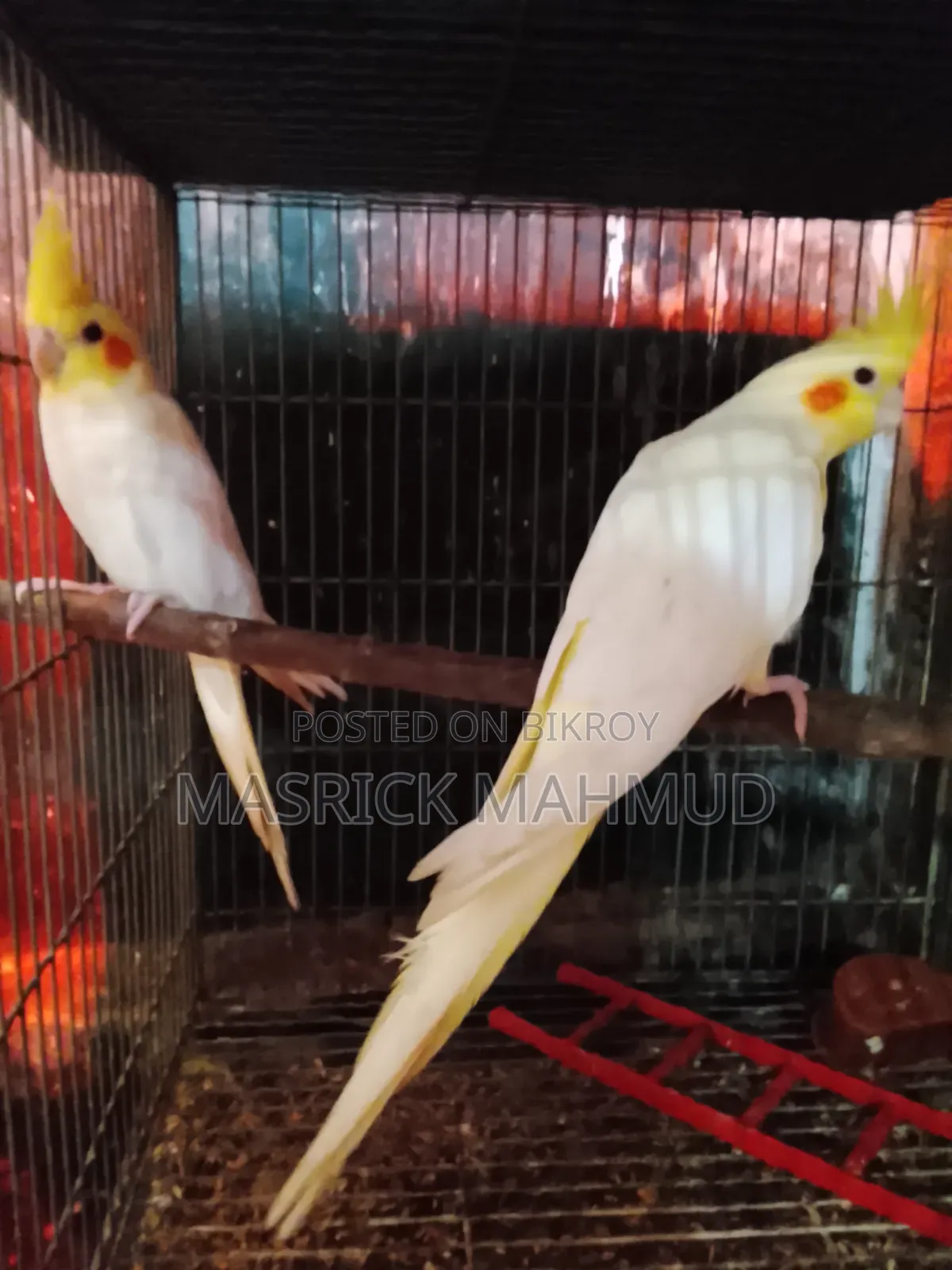 Running Cockatiel